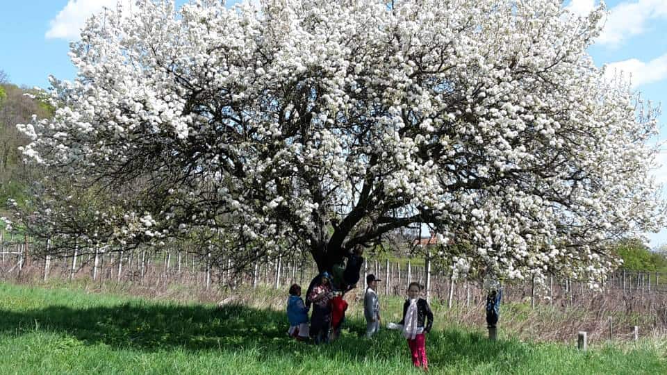 Súkromná základná škola Makovičky Nitra
